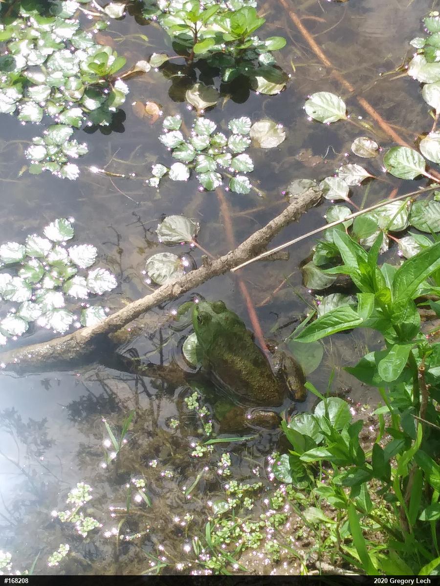 American Bullfrog