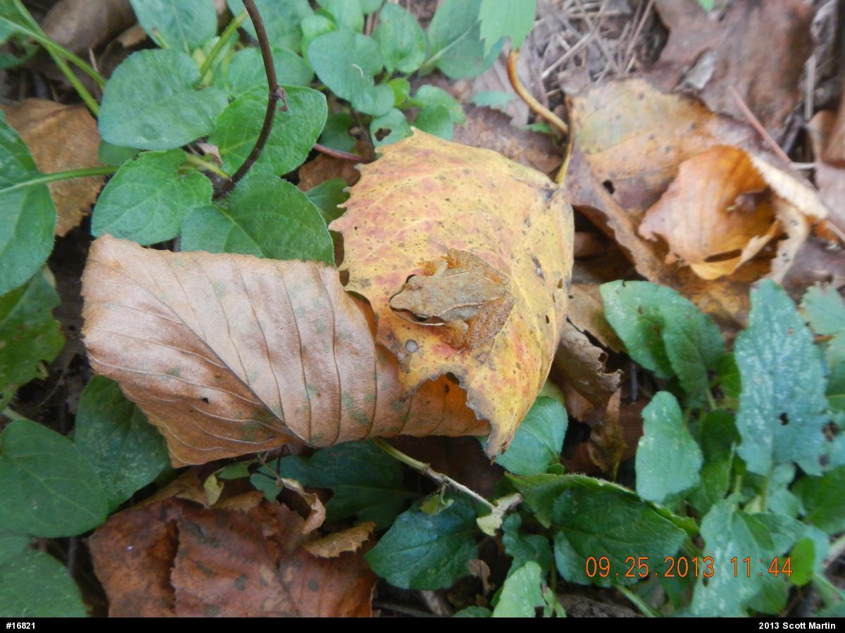 Wood Frog