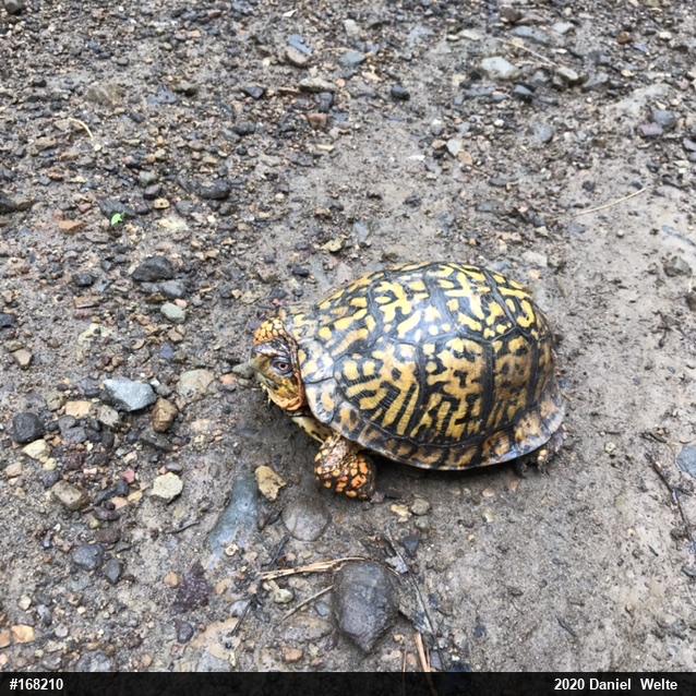 Eastern Box Turtle