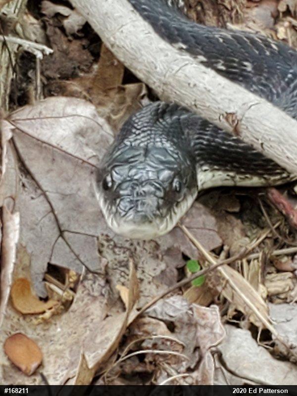 Eastern Ratsnake