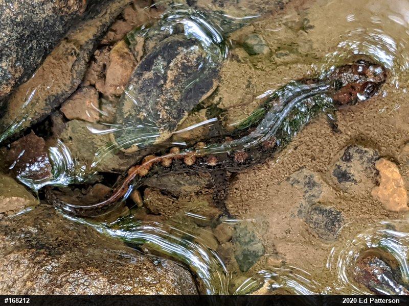 Seal Salamander