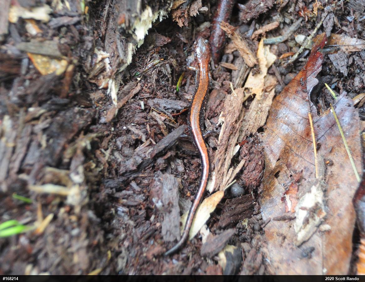 Eastern Red-backed  Salamander
