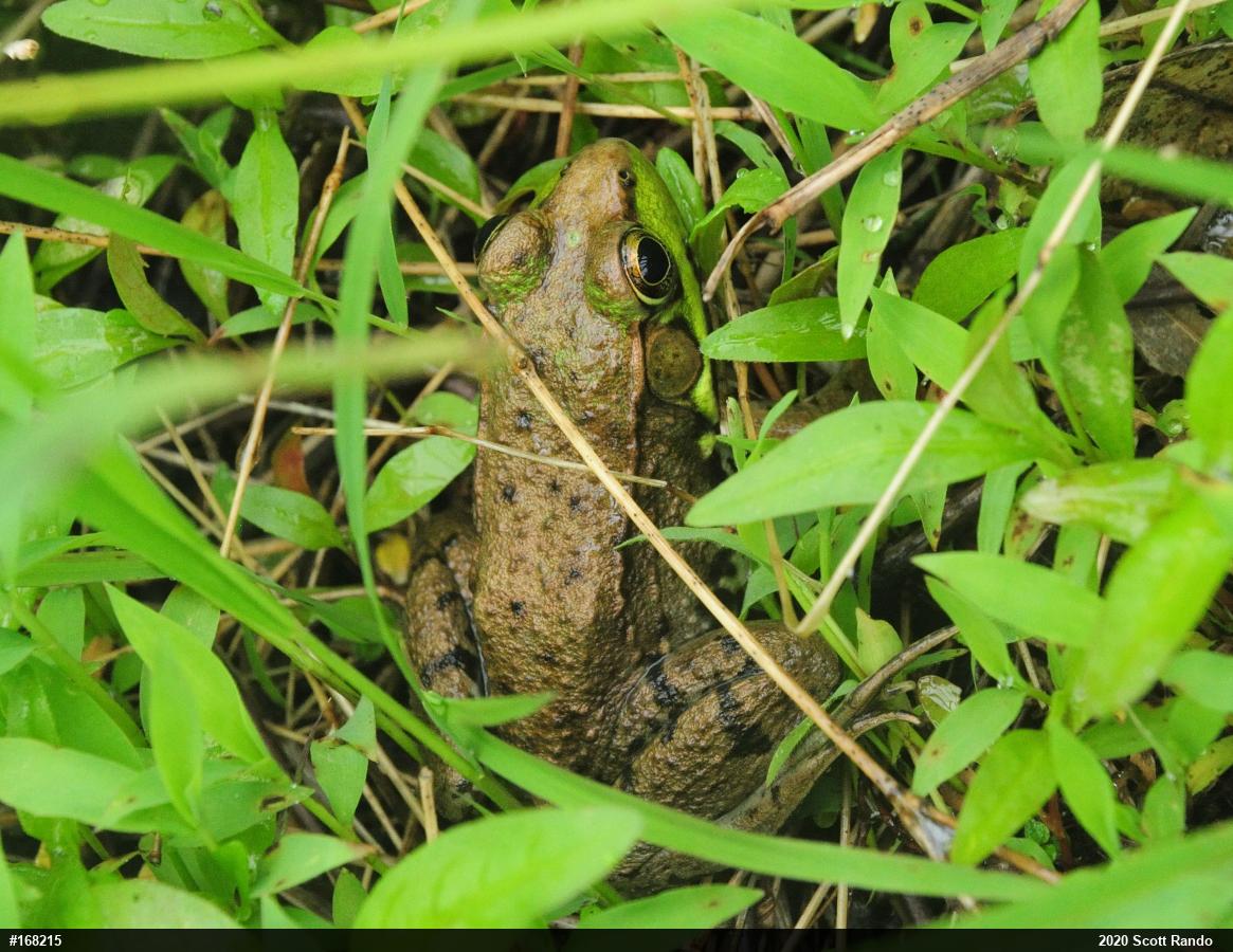 Green Frog