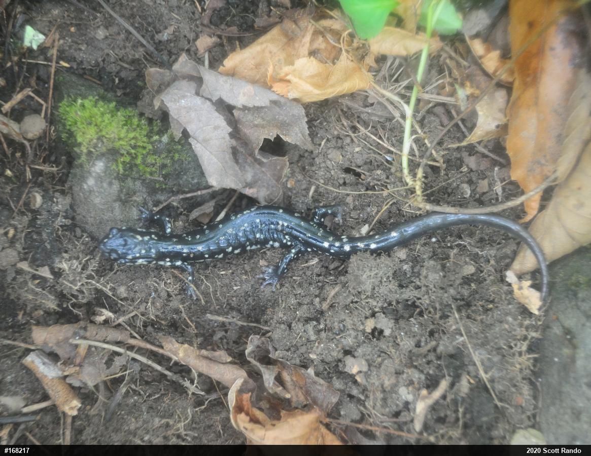Northern Slimy Salamander