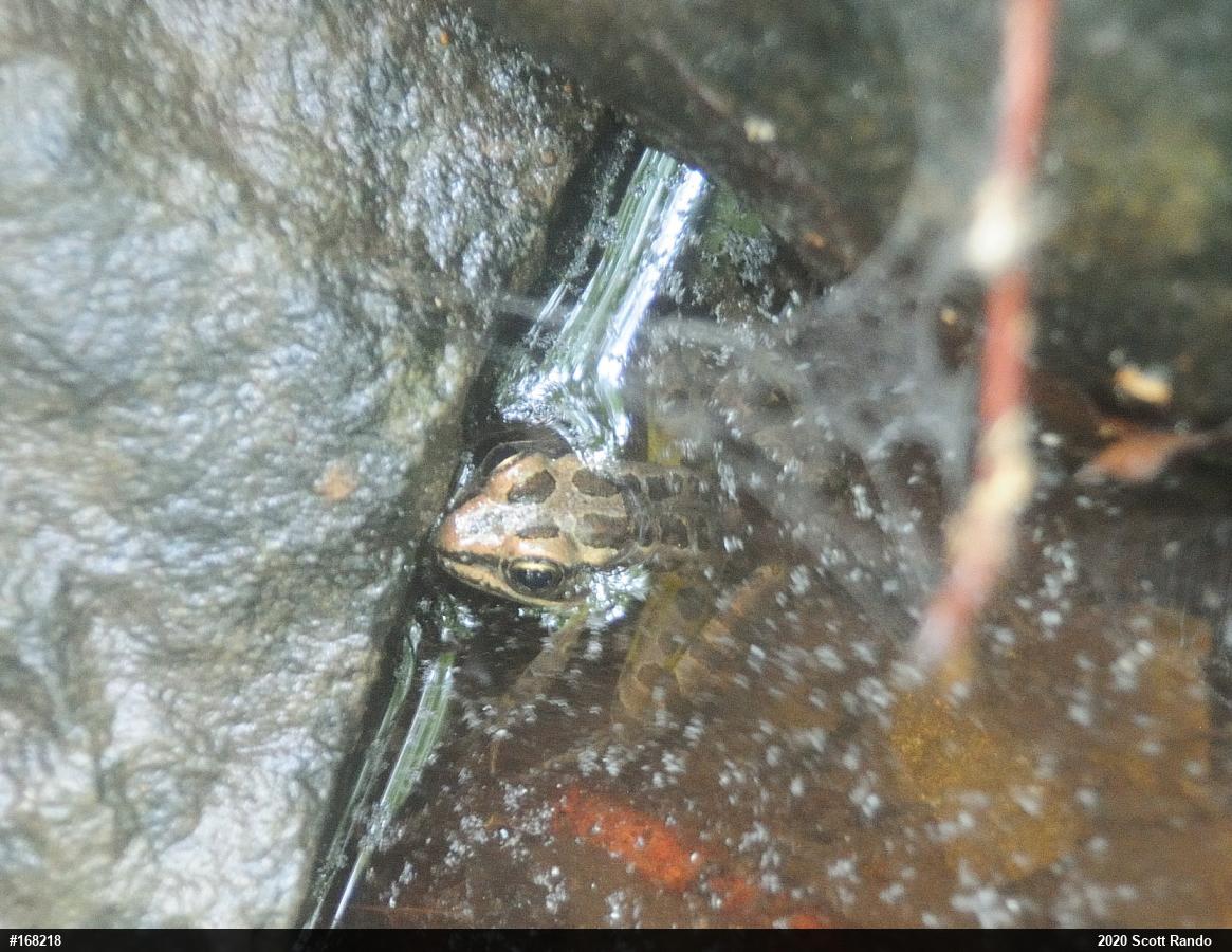 Pickerel Frog