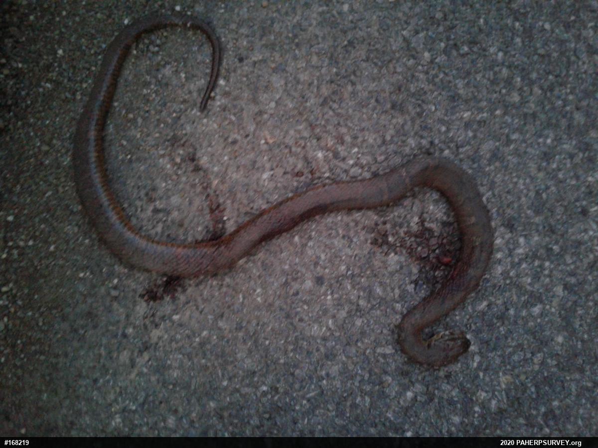 Northern Watersnake