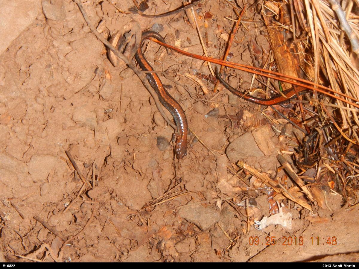 Eastern Red-backed  Salamander