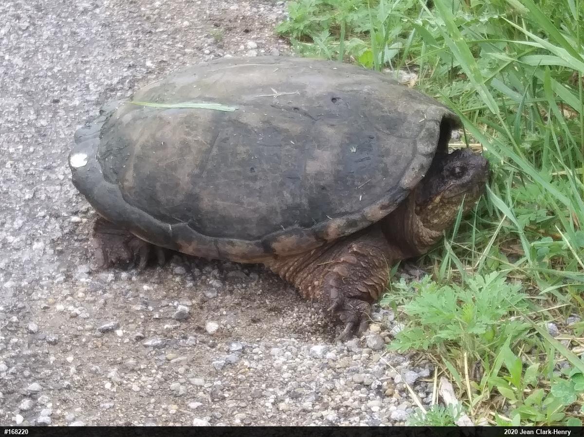 Snapping Turtle