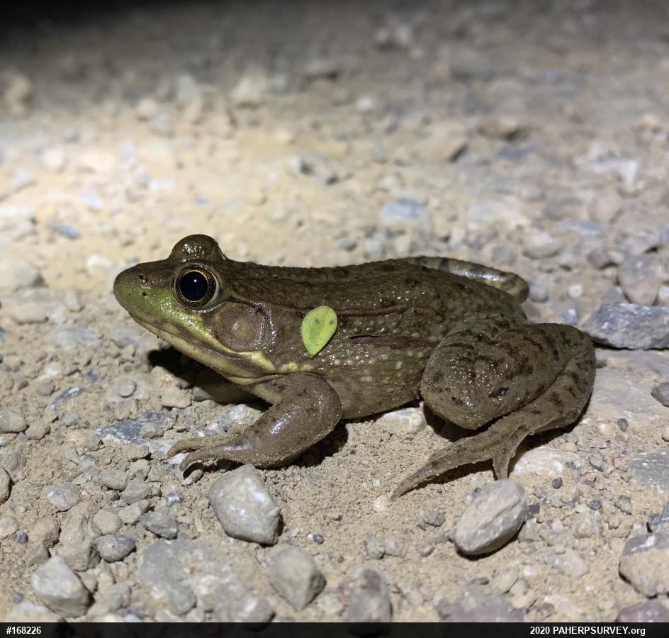 Green Frog