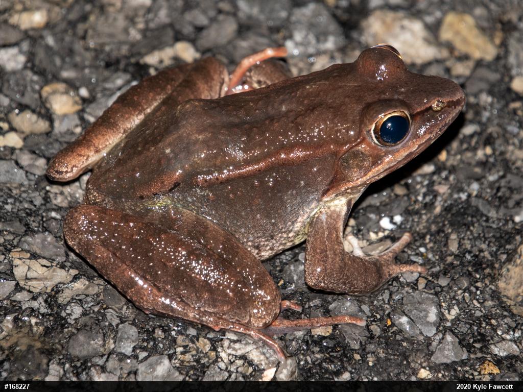 Wood Frog