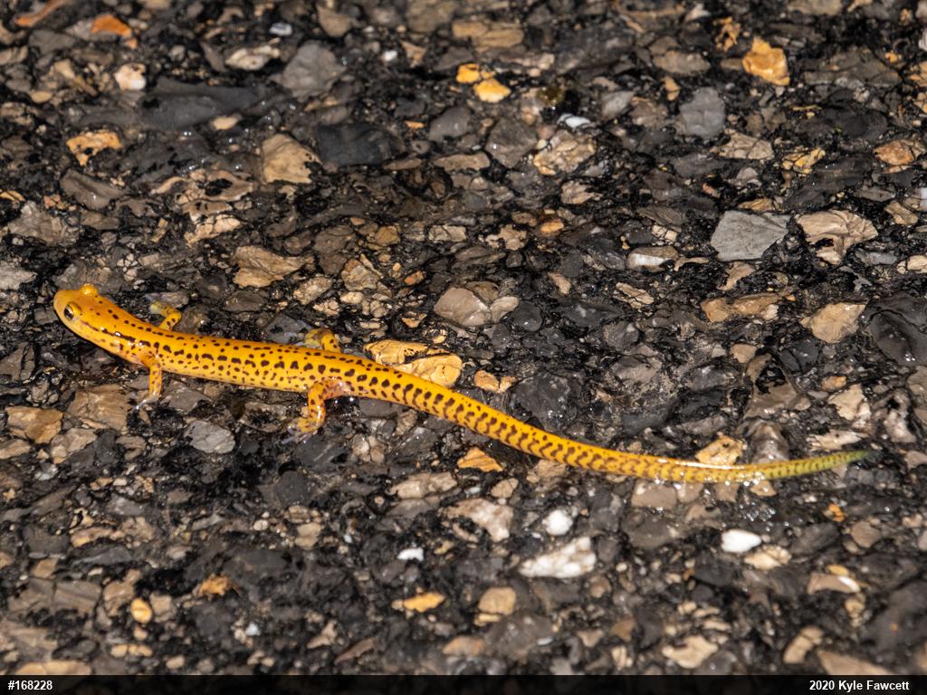 Eastern Long-tailed Salamander
