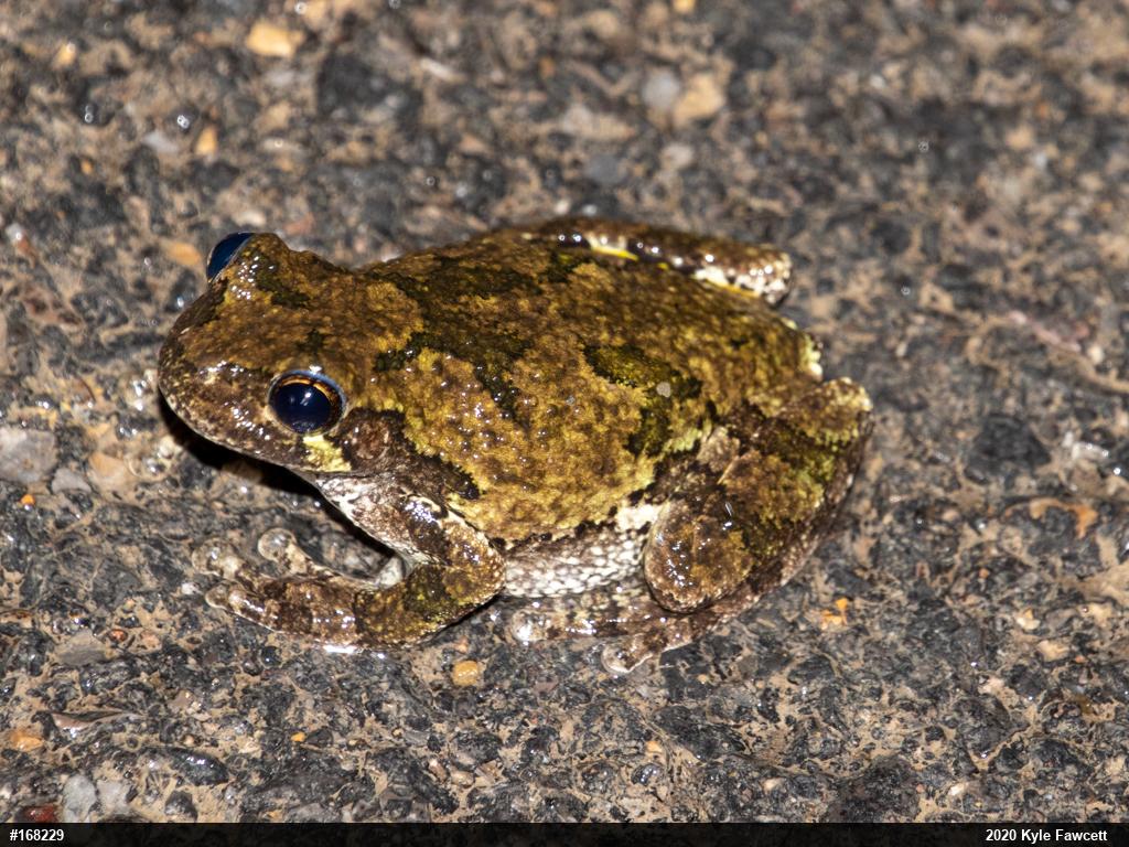 Unknown Gray Treefrog