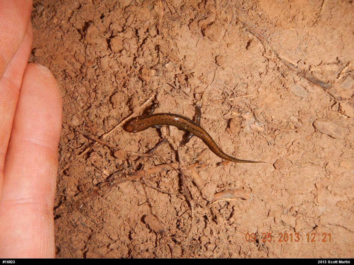 Allegheny Mountain Dusky Salamander