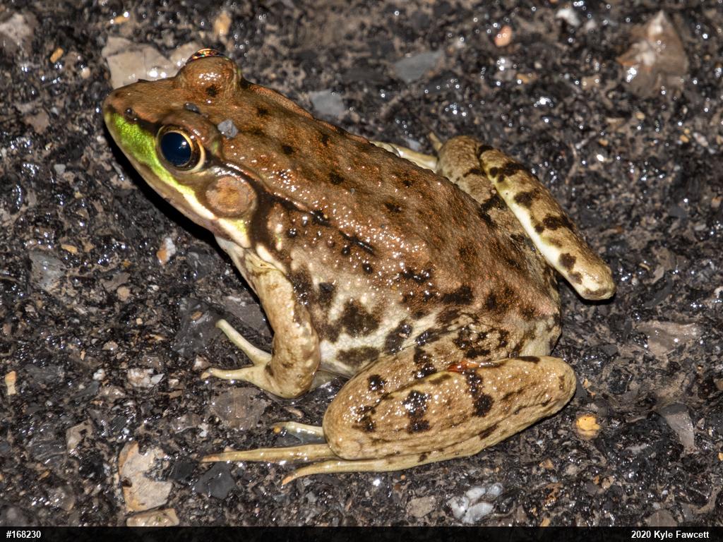 Green Frog