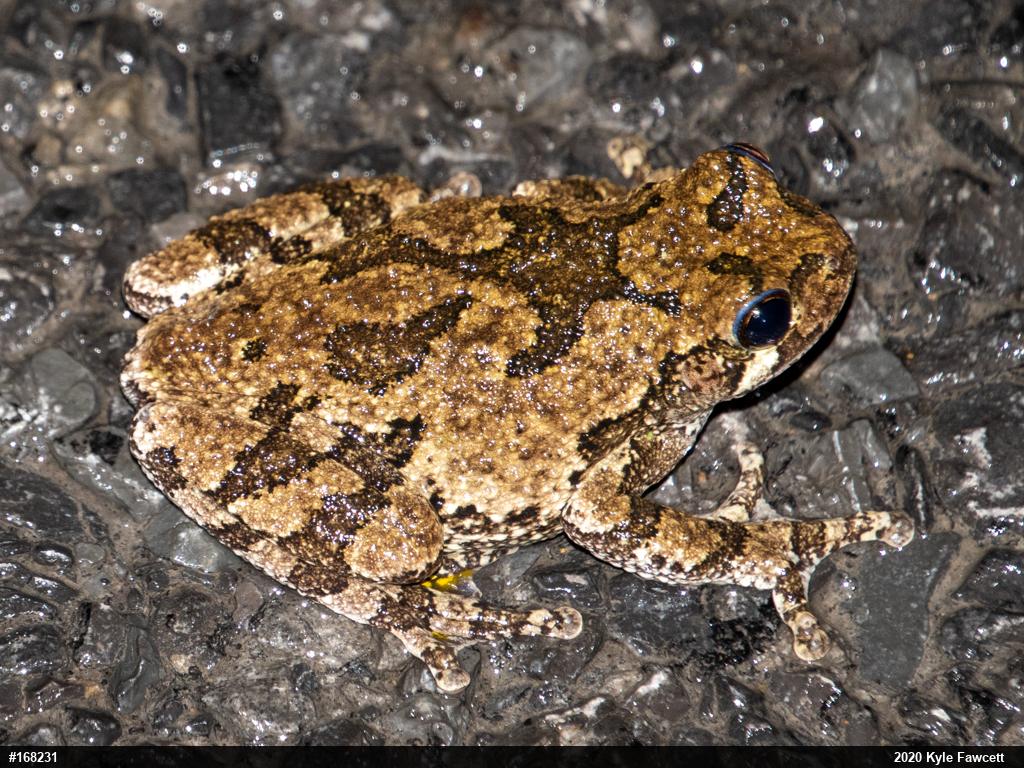 Unknown Gray Treefrog