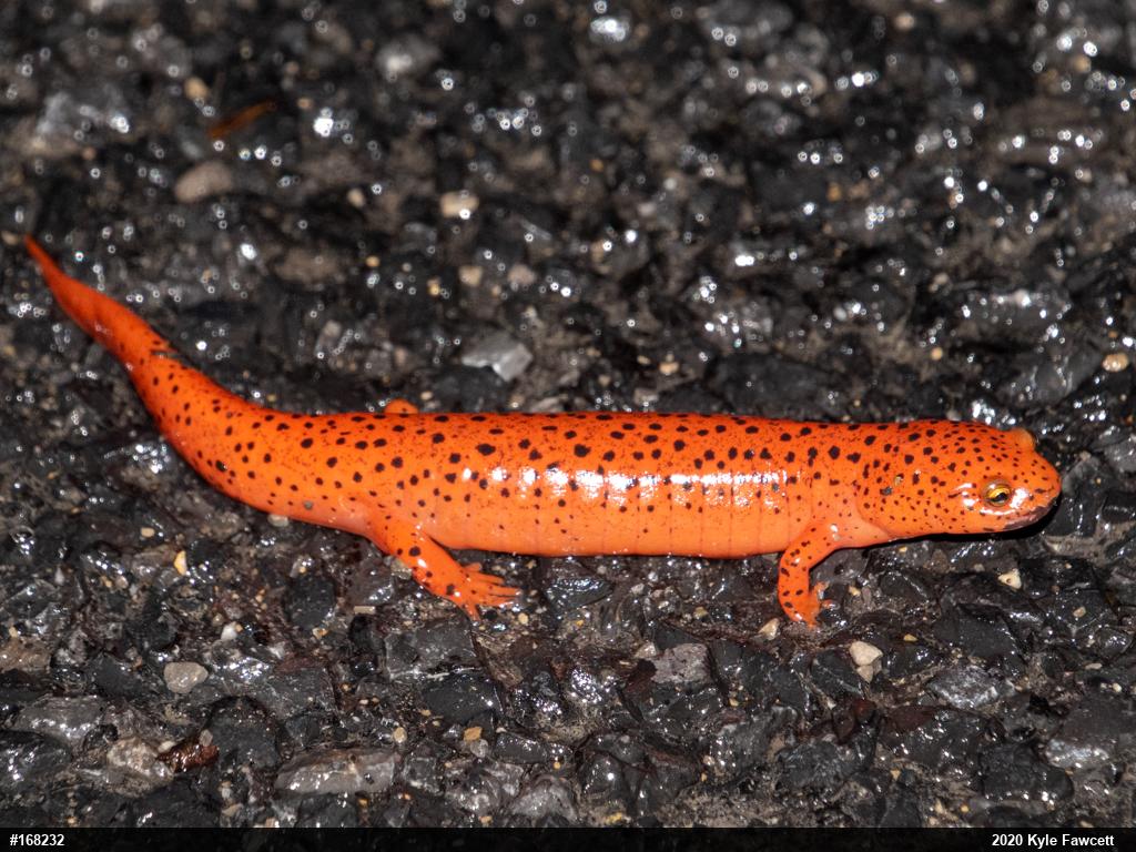 Northern Red Salamander