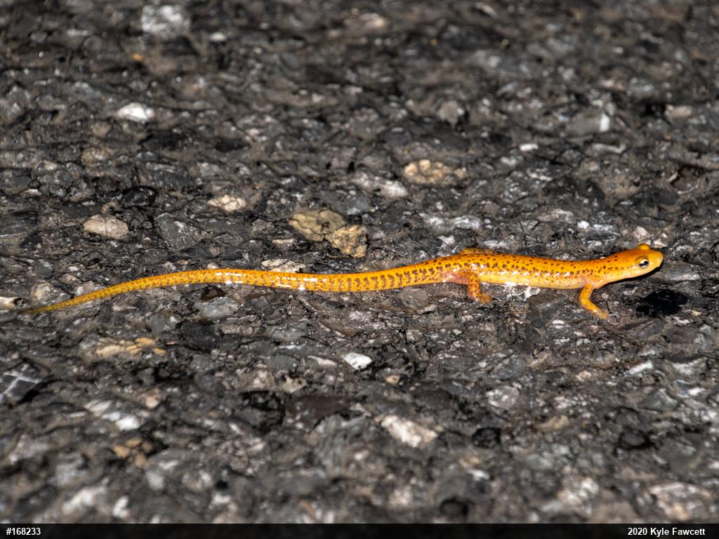 Eastern Long-tailed Salamander