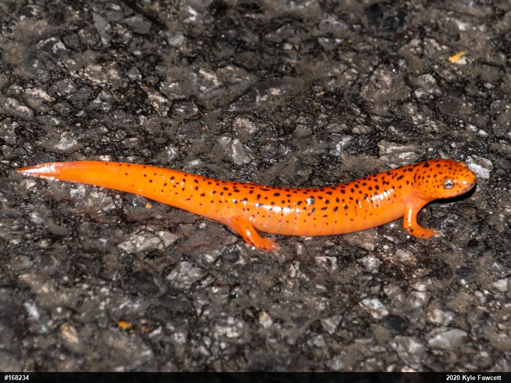 Northern Red Salamander