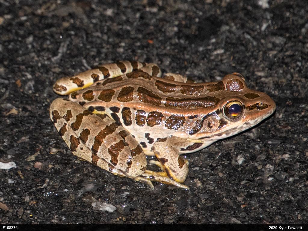 Pickerel Frog