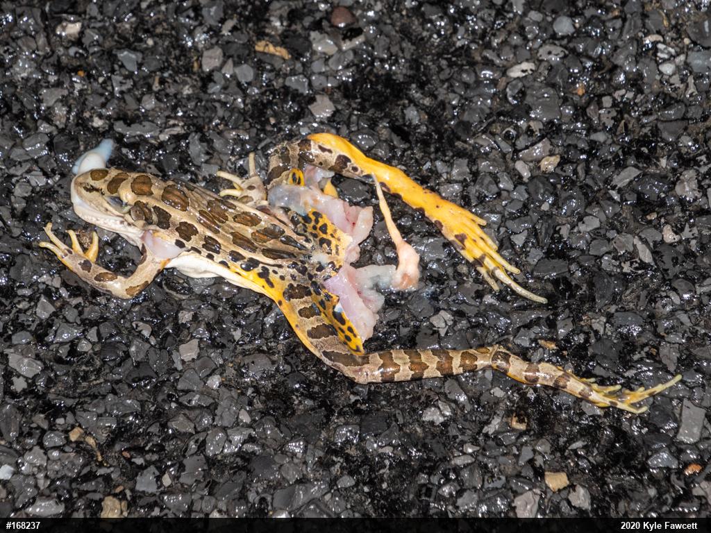 Pickerel Frog