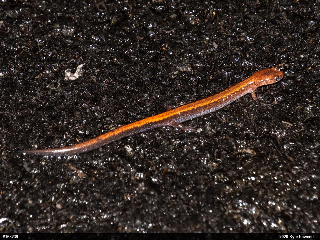 Eastern Red-backed  Salamander