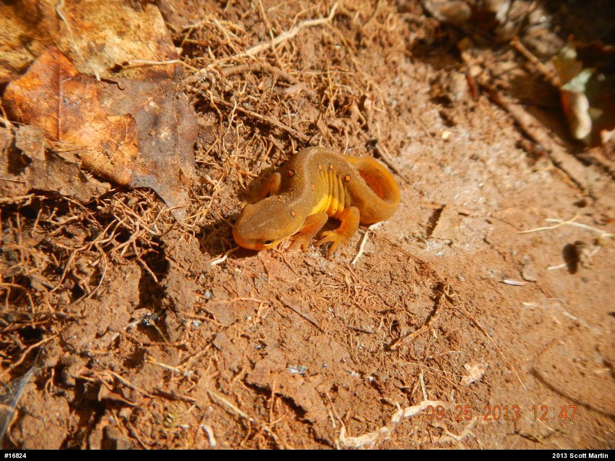 Red-spotted Newt