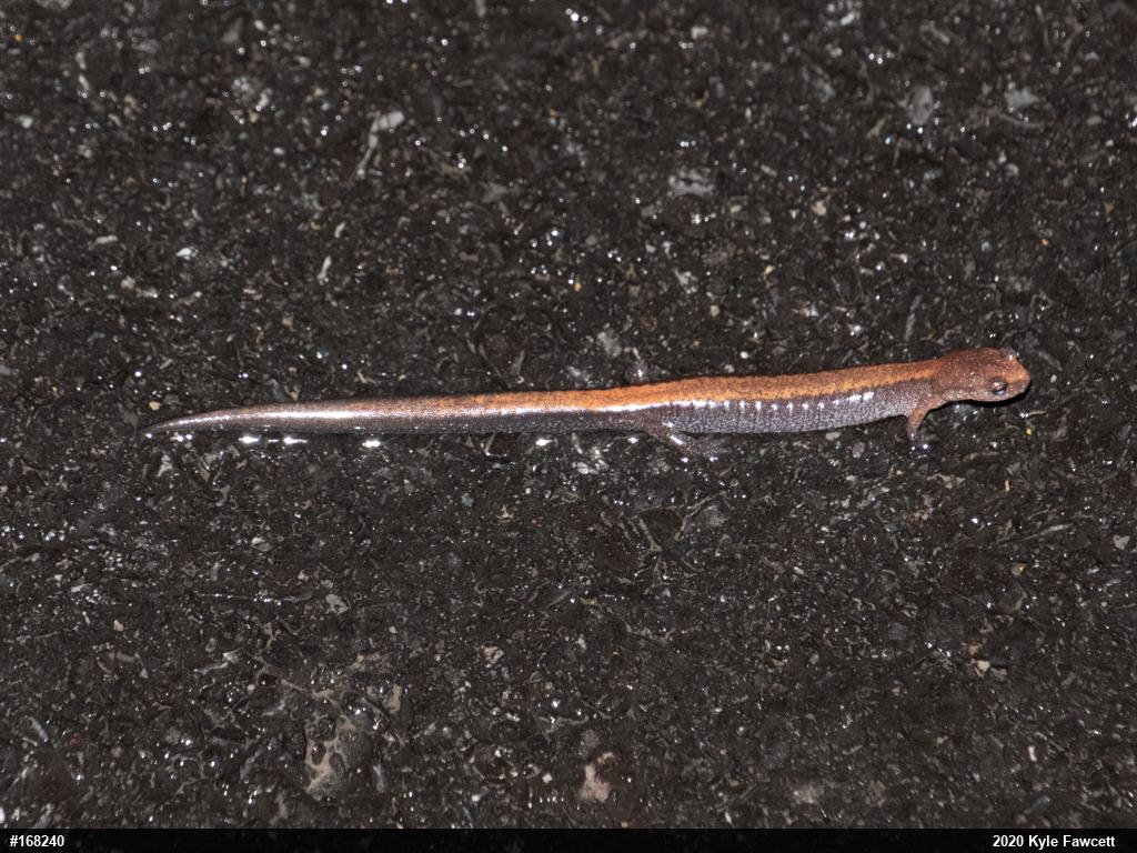 Eastern Red-backed  Salamander