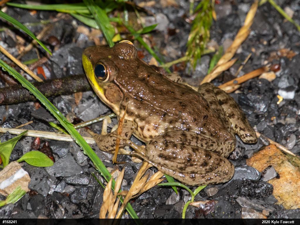 Green Frog