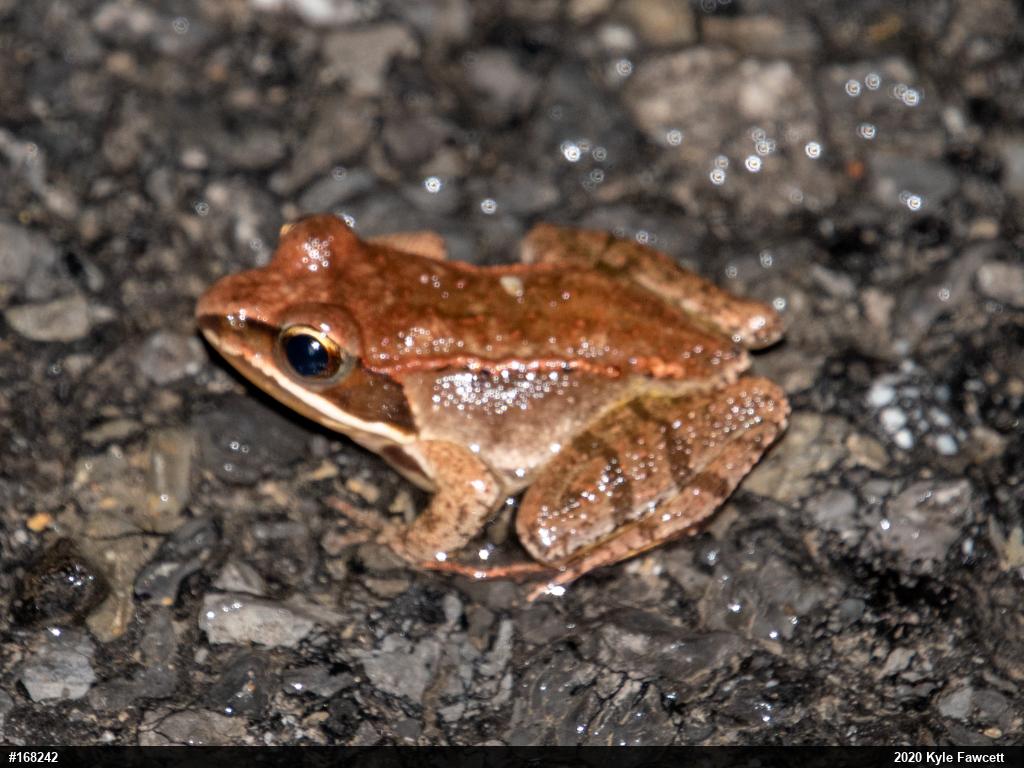 Wood Frog