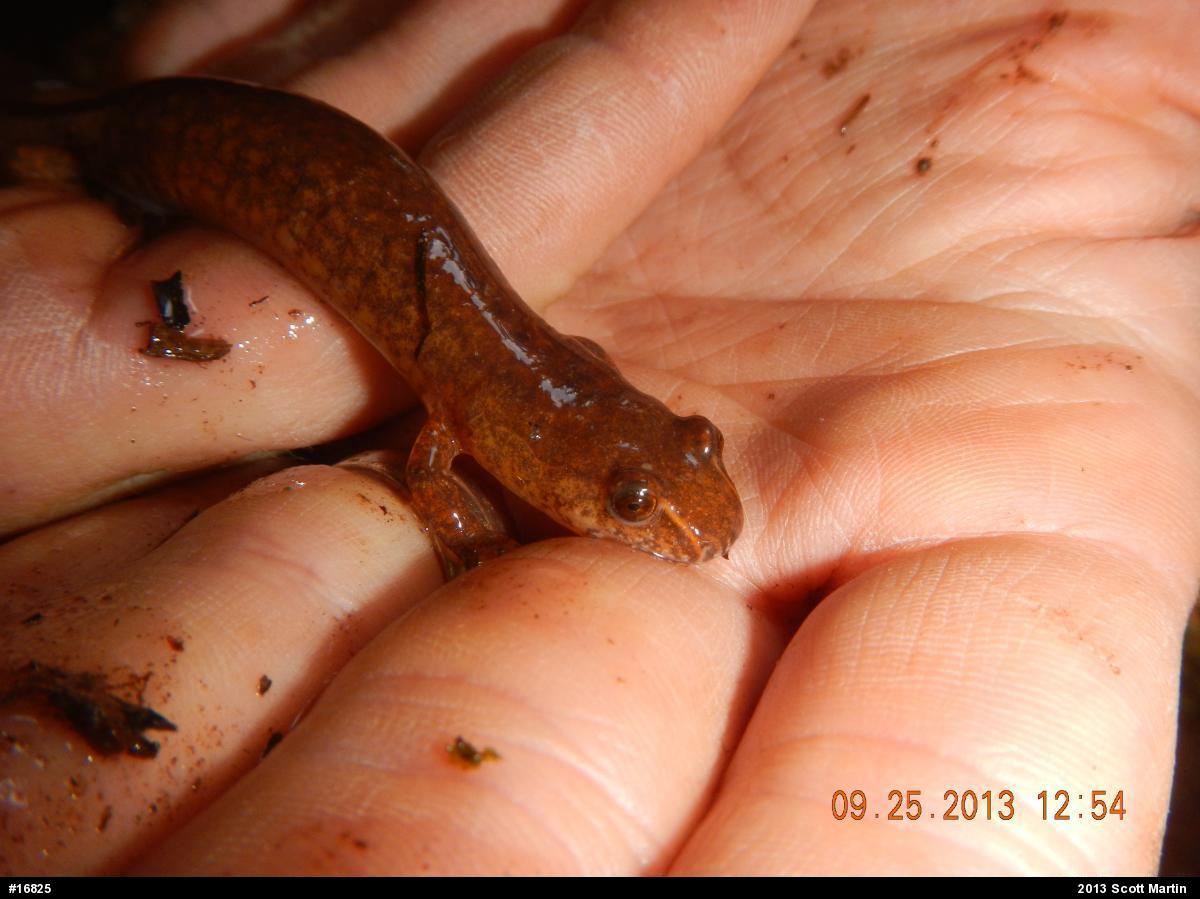 Northern Spring Salamander