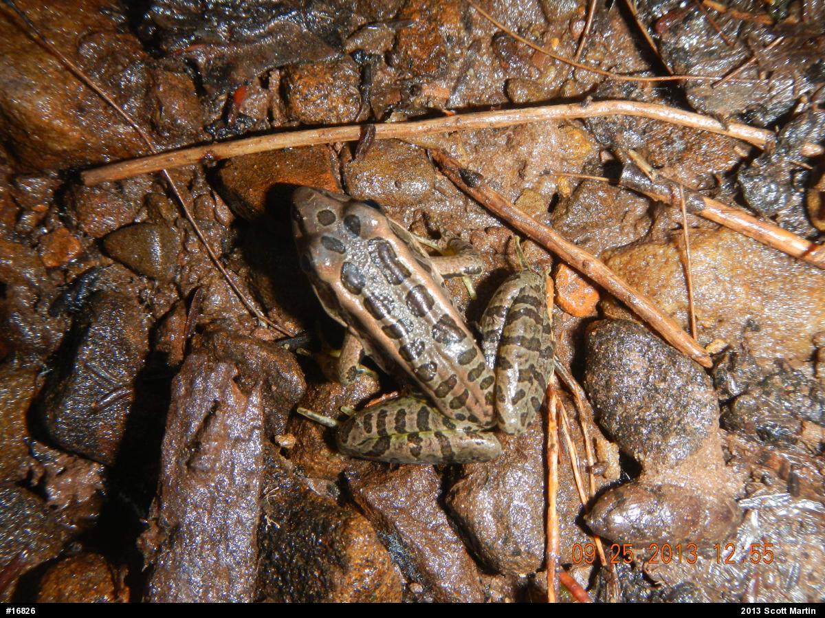 Pickerel Frog