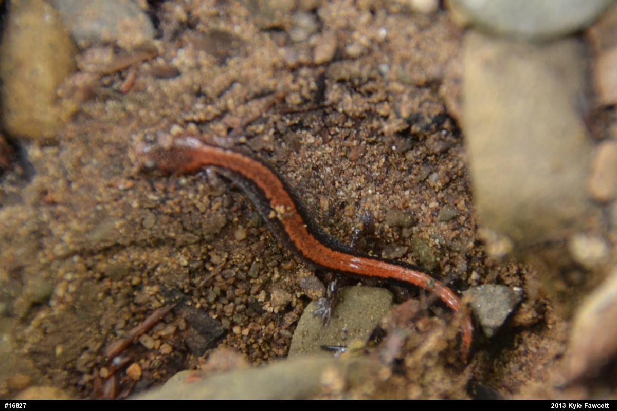 Eastern Red-backed  Salamander