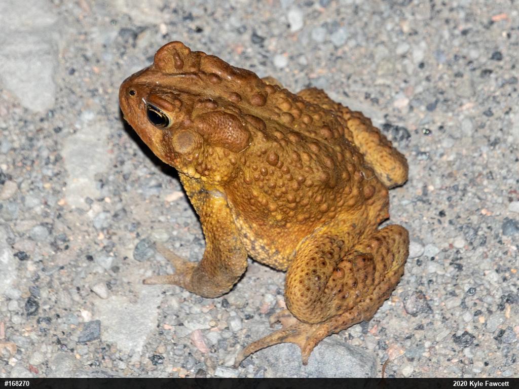 Eastern American Toad