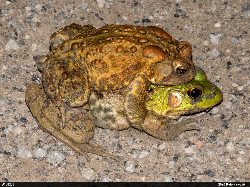 Green Frog