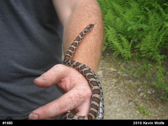 Eastern Milksnake