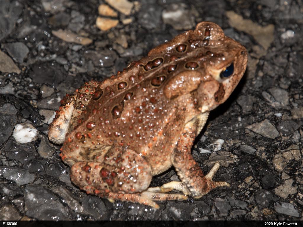 Eastern American Toad
