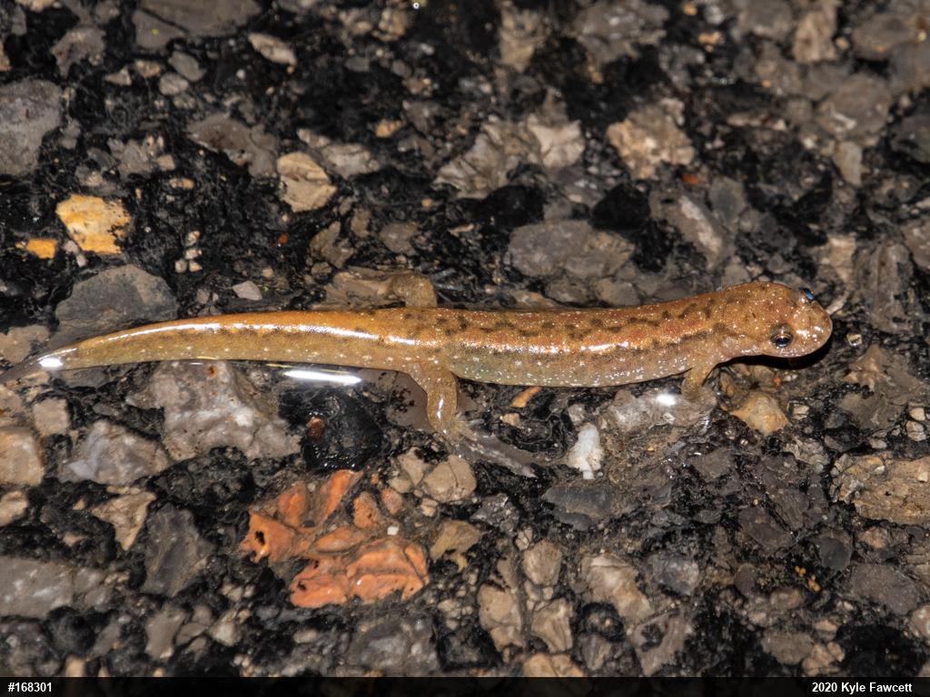 Northern Dusky Salamander