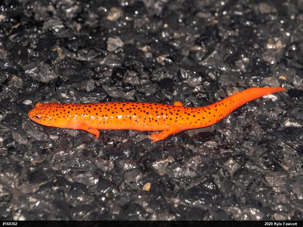 Northern Red Salamander
