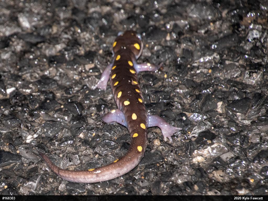 Spotted Salamander