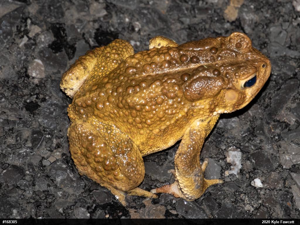 Eastern American Toad