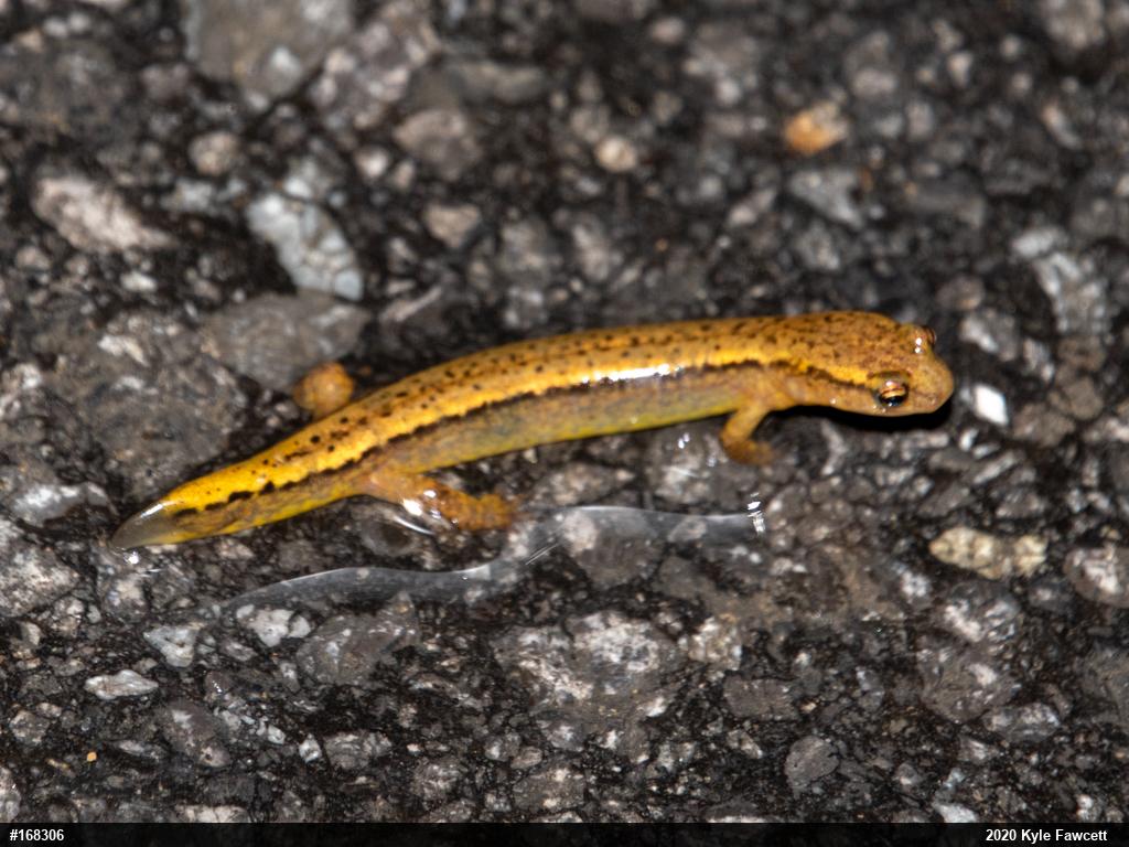 Northern Two-lined Salamander