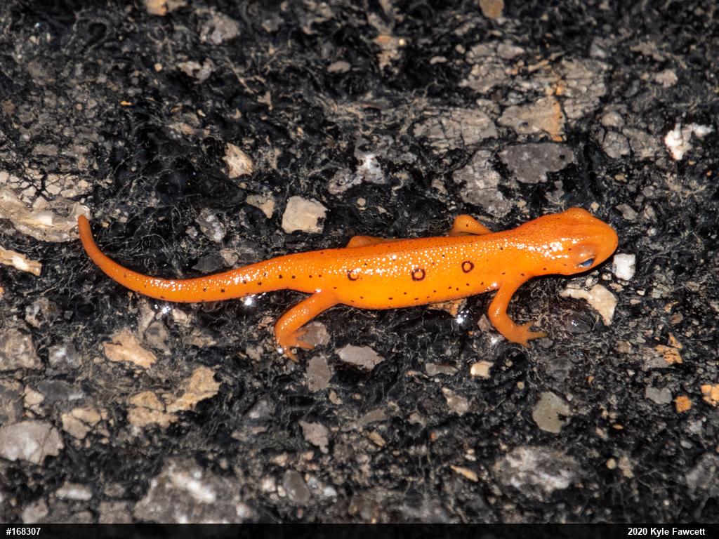 Red-spotted Newt
