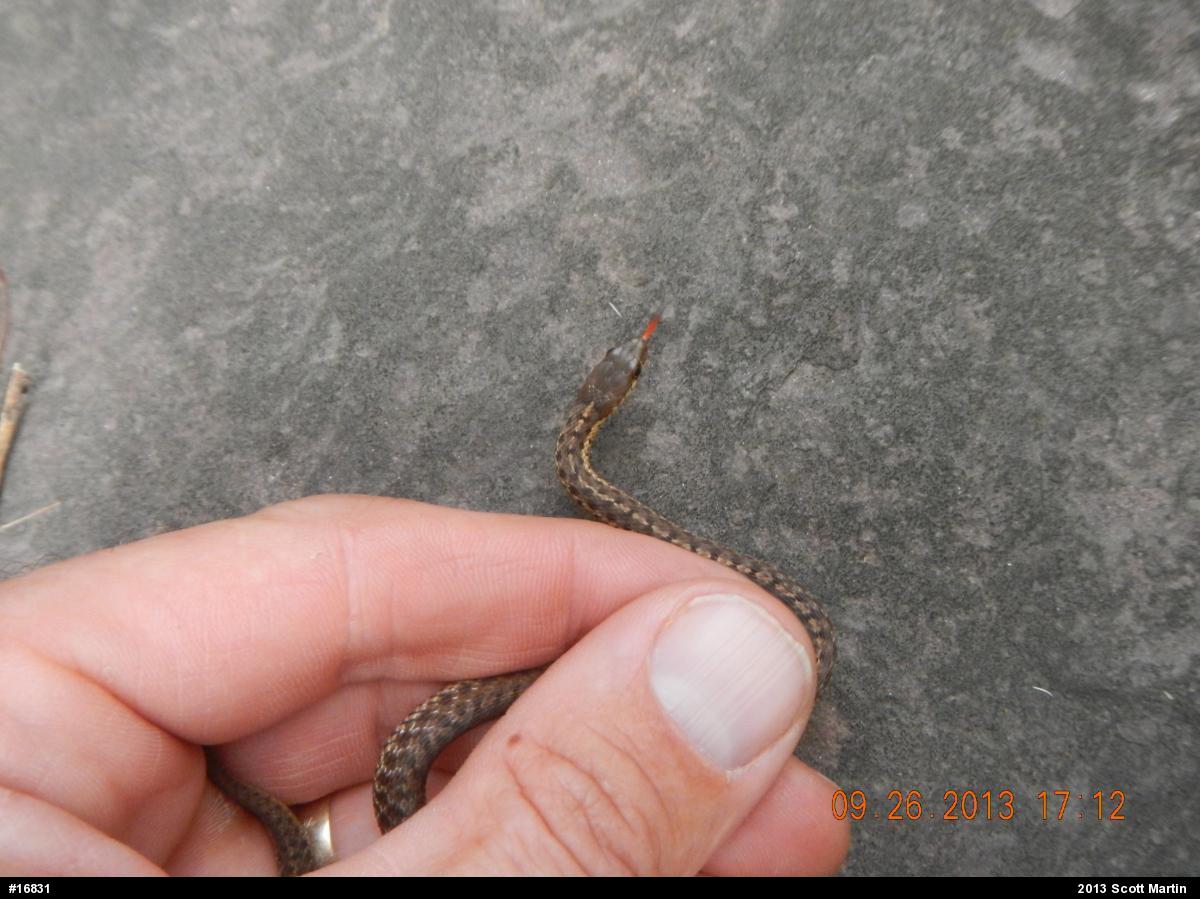 Eastern Gartersnake