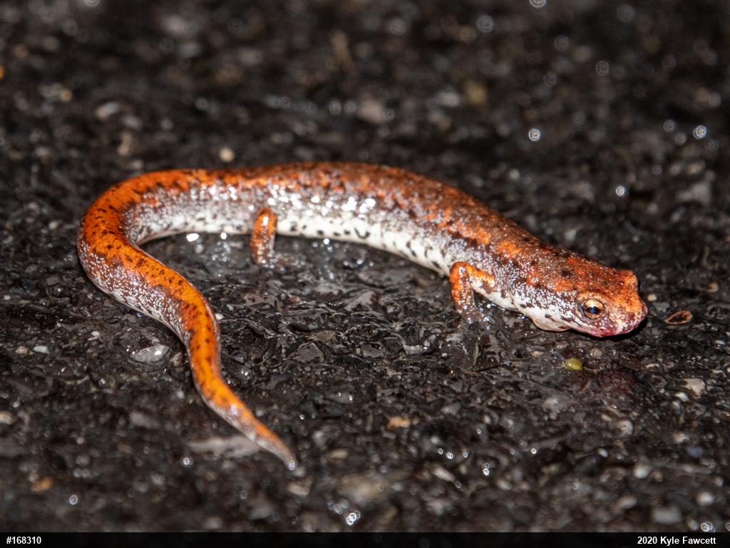 Four-toed Salamander