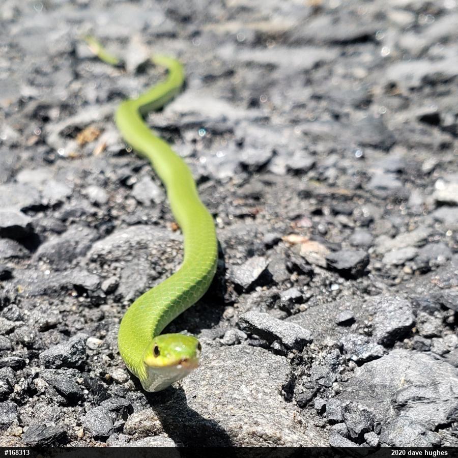 Smooth Greensnake