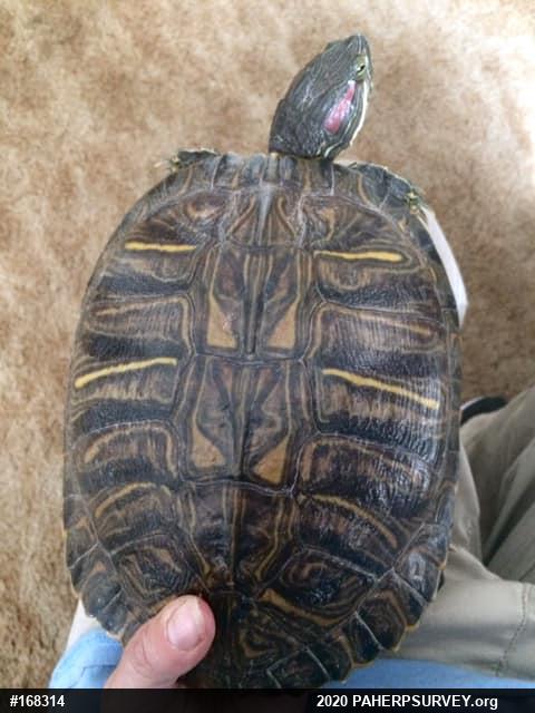 Red-eared Slider