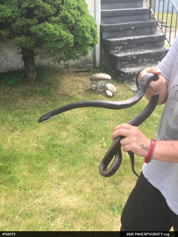 Eastern Ratsnake