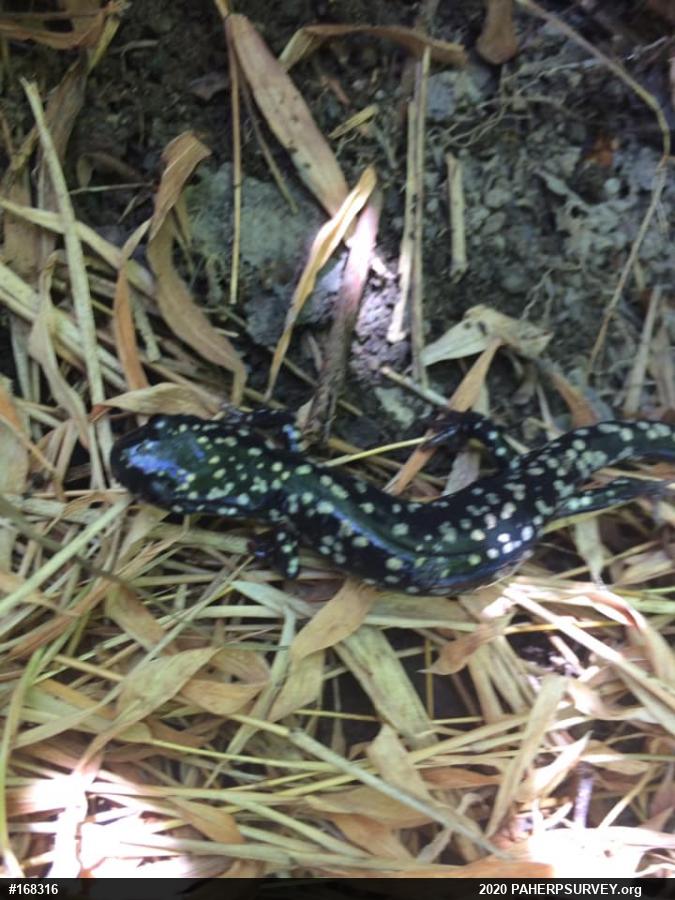 Northern Slimy Salamander