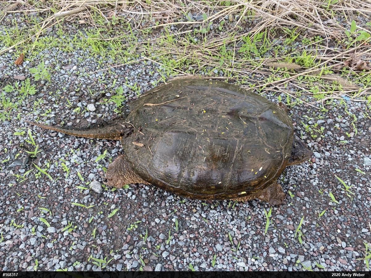 Snapping Turtle