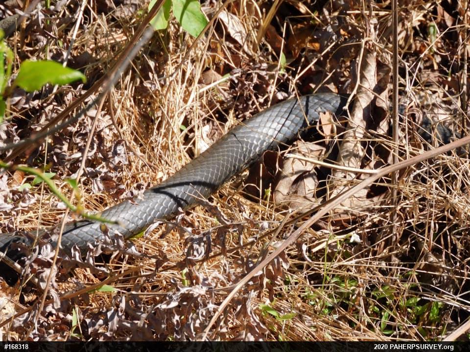 Northern Black Racer